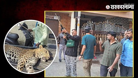 Leopard in Nashik