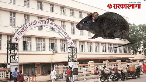 Sasoon Hospital News