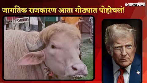 buffalo with Donald Trump hairstyle goes viral