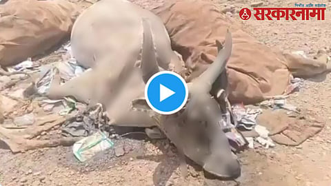 Cow Carcasses, Jaisalmer, Rajsthan