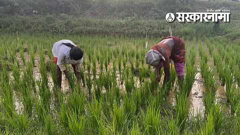 Crop protection advisory for farmers during monsoon