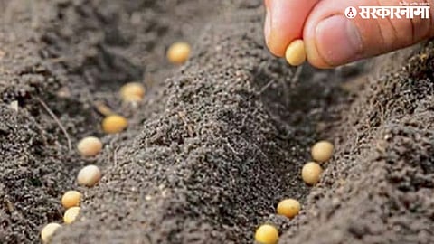 Bogus Seed
