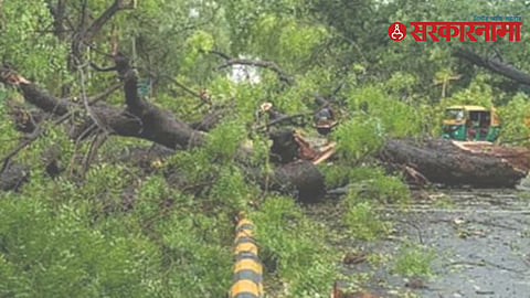 Mumbai Tree Fall