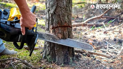 Nashik tree cutting case