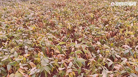 Yavatmal Drought
