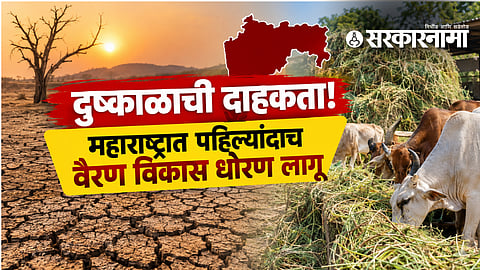 Government Policy : दुष्काळाची दाहकता! महाराष्ट्रात पहिल्यांदाच वैरण विकास धोरण लागू