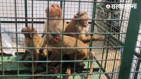 Trimbakeshwar Monkey Rescue