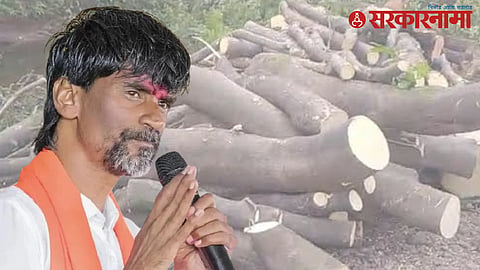 Manoj Jarange Saidongar tree cutting