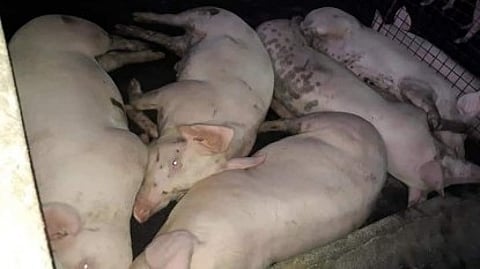 Pork prices drop but live hog supply still lacking