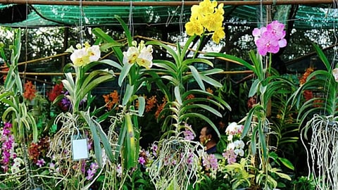 Davao’s floriculture advocates
for growing income with
ornamental plants