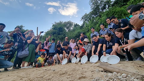 Survival of the fittest. Only around 1 in 1,000 sea turtle hatchlings survive to adulthood as they face numerous dangers including marine plastic pollution. The ceremonial releasing of hatchlings at Aboitiz Cleanergy Park last January 3, 2024, aims to raise awareness of the importance of environmental conservation and preservation especially in areas such as the Park which is a nesting ground for the critically endangered hawksbill sea turtle.
