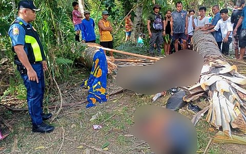 2 killed as Buri tree collapses in Pinamungajan town