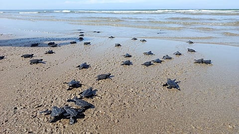 The green sea turtle hatchlings were released on Monday morning, January 22.