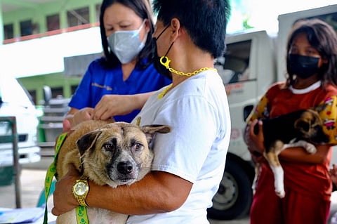 High turnout for castration, anti-rabies vax programs