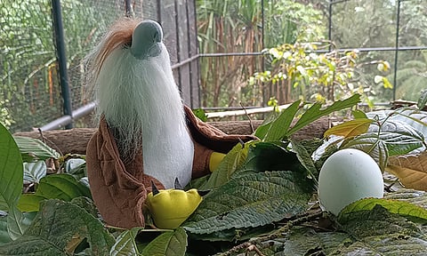 The Philippine Eagle Foundation (PEF) is set to transfer the breeding Philippine Eagles to the National Bird Breeding Sanctuary in Barangay Eden, Toril, Davao City, on February 13, 2024.