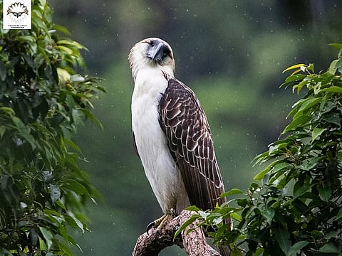 The Philippine Eagle Center rescued a one-eyed Philippine Eagle at Lipadas River on January 2, 2024.