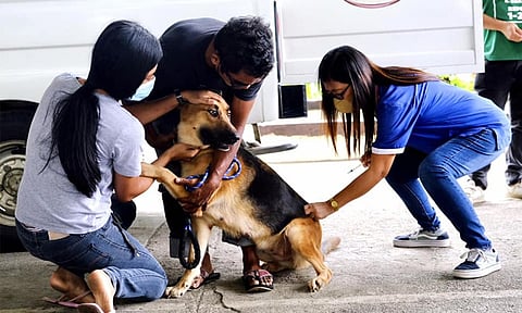 Free anti-rabies vaccination for pets