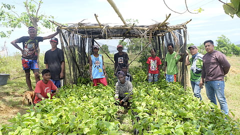 Cadiz Ata community gets 1,500 coffee, fruits seedlings from LGU