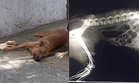 The Davao Firefighters and Rescue Services rescued a dog who was a victim of a "hit-and-run" on Monday, April 8. The injured dog was immediately brought to the Matina Shrine Vet Center for medical attention.