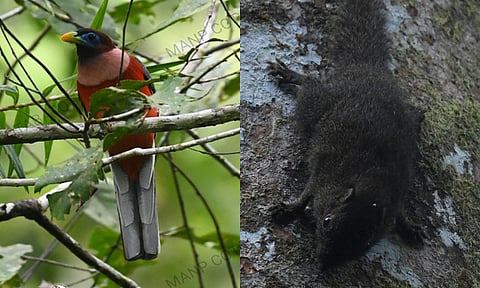 The Department of Environment and Natural Resources (DENR)-Soccsksargen documented four Philippine Trogons and two species of squirrels known as the Philippine Pygmy Squirrel and Mindanao Tree Squirrel on Mount Apo.