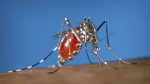 Davao CHO monitors rising chikungunya cases