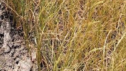 Cebu City maps out 386 artesian wells to fight El Niño water shortage