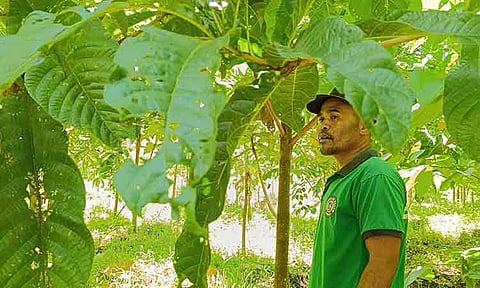 Bantay Bukid Elan Manitas looks over the trees they planted in Sumpitan, Baguio District, Davao City.