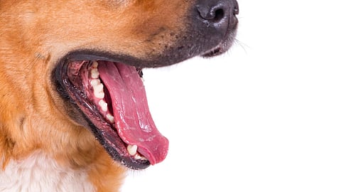 5 rabies deaths spur Davao City school awareness drive