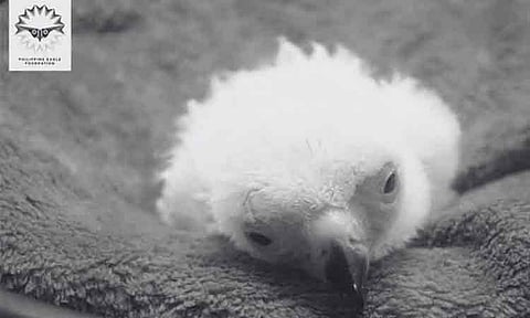 The Philippine Eagle Chick #30 died after 17 days, the Philippine Eagle Foundation (PEF) announced. The chick passed away on November 29, 2024, at the National Bird Breeding Sanctuary (NBBS) in Davao City.