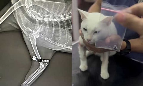A puspin (pusang Pinoy or domestic cat) in Davao City named "Bluei" is currently fighting for its life at the Davao Emergency Veterinary Hospital after being shot by an unidentified assailant.