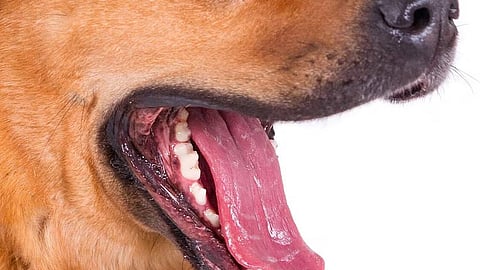 PhilHealth eyes higher animal bite treatment package