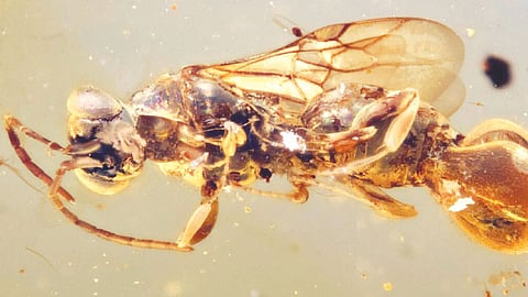 Scientists uncover preserved ancient insect that snatched prey