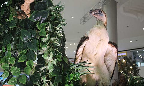 The Philippine Eagle Foundation (PEF) launched its three-day celebration of Philippine Eagle Week 2025 from June 9 to 11, 2025, featuring an opening program and an interactive exhibit tour at SM City Davao.