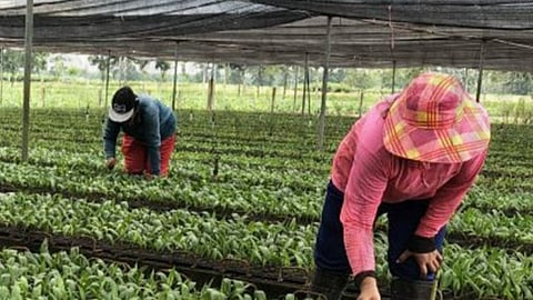 Kapin 500 ka trabaho namugna sa Oil Palm Plantation sa Candoni, Negros Occidental