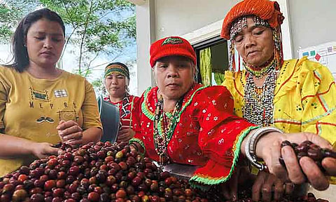 Elder indigenous farmers of the Bagobo Tagabawa tribe in Tibolo during the manual selection of coffee cherries.