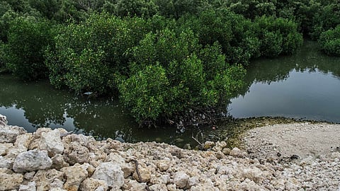 Cenro reinspection reveals dying mangroves