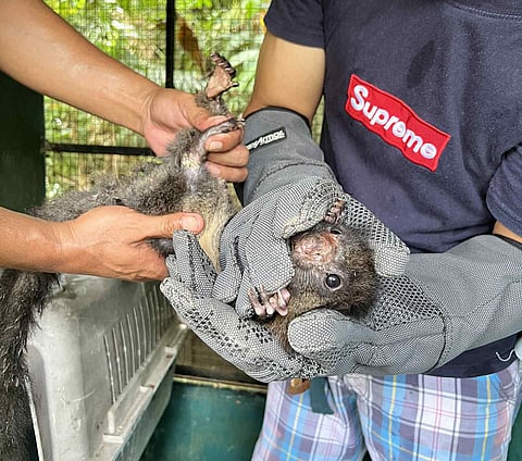 ZAMBOANGA. A rescued Mindanao Flying Squirrel is now under the care of the Regional Wildlife Rescue Center (RWRC) in Baclay village, Tukuran, Zamboanga del Sur, were training wildlife professionals will monitor and care for it until its release. It was rescued last week in Poblacion village, Manukan, Zamboanga del Norte.