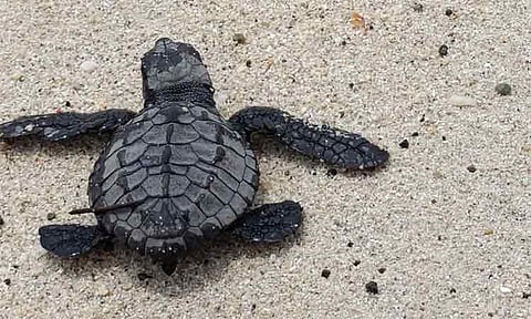 An Olive Ridley hatchling crawls toward the ocean after hours of juts being hatched.
