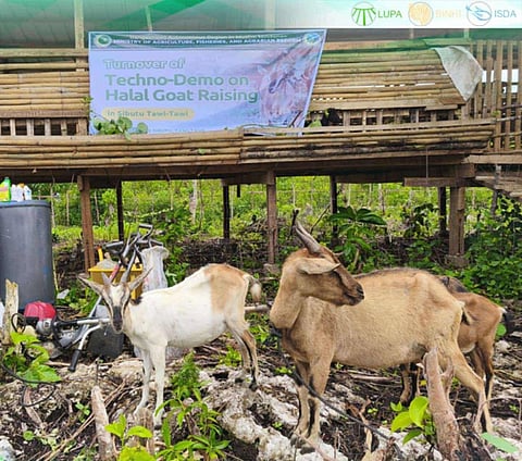 ZAMBOANGA. Farmers in Sitio Boheh Sallang, Sibutu, Tawi-Tawi received a halal goat farming project last week from the Ministry of Agriculture, Fisheries, and Agrarian Reform (Mafar). The initiative aims to expand livestock production and improve household income in Sibutu.