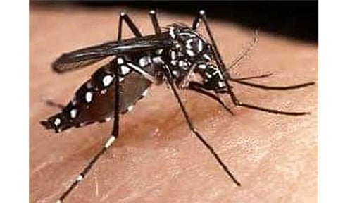 Girl, 2, dies of dengue in Bacolod