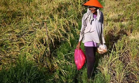 FERTILIZER SUBSIDY. A farmer walks on a rice field in this undated photo. The Department of Agriculture denied on Friday (Aug. 29, 2025), allegations of ghost deliveries in its fertilizer subsidy program, calling them baseless. (PNA file photo by Joan Bondoc)