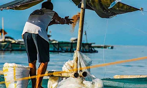 Davao fish yield hits 408MT as of June 2025