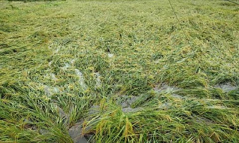 SUPER TYPHOON. Damaged palay (unhusked rice) plantation at Barangay Tucalana in Lal-lo, Cagayan, following the onslaught of the Super Typhoon Nando on Sept. 22, 2025. The Department of Agriculture on Tuesday (Sept. 23) assured close monitoring of local markets considering the effects of Nando. (Photo courtesy of Cagayan provincial Information Office Facebook)