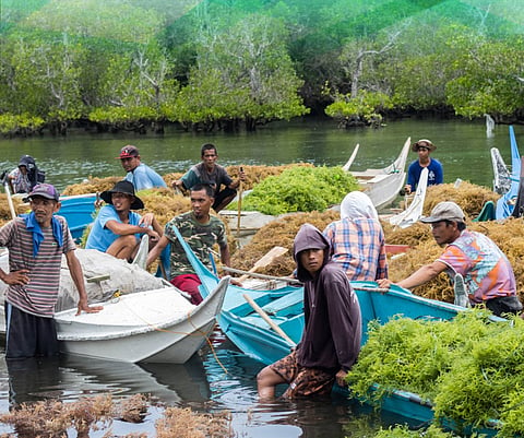 ZAMBOANGA. The Ministry of Agriculture, Fisheries, and Agrarian Reform (Mafar)-Sulu on Monday, September 29, begins the distribution of one million kilos of seaweed seedlings across the province to boost coastal livelihoods and reinforce the aquaculture sector across the province. As of Friday, October 3, some 240,000 kilos of seaweed seedlings have been distributed in four of the 19 towns in Sulu.