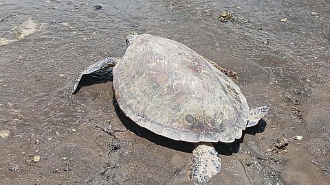 Endangered Green Sea Turtle released at Dumanquillas Bay