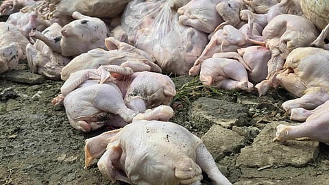 4,000 kls. nga karne sa manok nasakmit sa Lapu
