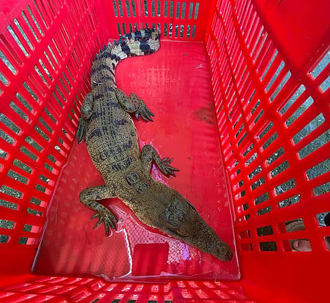 ZAMBOANGA. The Department of Environment and Natural Resources-Zamboanga Peninsula placed a juvenile Philippine Crocodile under the care of the Regional Wildlife Rescue Center in Baclay, Tukuran, Zamboanga del Sur, for assessment, rehabilitation, and proper management.