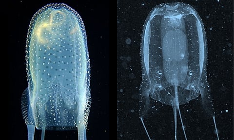 Alatina alata (left), Morbakka virulenta (right).