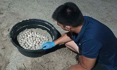 A total of 97 Olive Ridley sea turtle eggs found in a resort were transferred to the pawikan hatchery near the Protected Area Management Office (Pamo) at the Mabini Protected Landscape and Seascape (MPLS) in Mabini, Davao de Oro, on January 9, 2026.