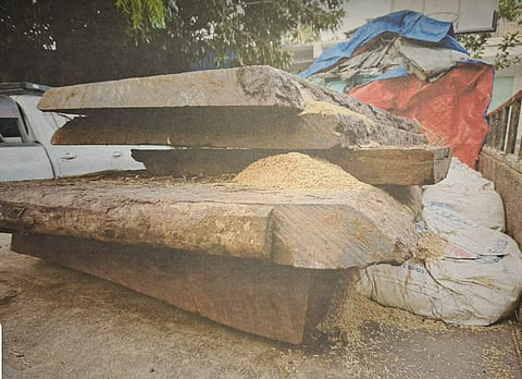 HIGH-VALUE HAUL: On January 27, an undercover agent was sold five large pieces of endangered ironwood. The shipment totaled 716.66 board feet and was valued at approximately P640,000.